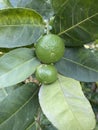 Fresh lime tree in nature garden Royalty Free Stock Photo