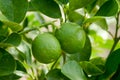 Fresh lime tree