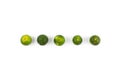 Calamansi lime known as Limau Kasturi in Malaysia Royalty Free Stock Photo