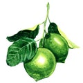 Fresh limes on branch isolated, watercolor illustration Royalty Free Stock Photo