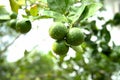 Fresh limes or green lemon on the lime tree. Royalty Free Stock Photo