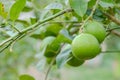 fresh limes on tree Royalty Free Stock Photo