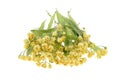 Fresh Linden blossom