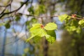 Fresh linden leaves