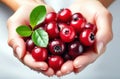 Fresh lingonberry with green leaves3