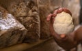 lion mane mushrooms in farmers hand.