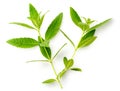 Fresh lemon verbena leaves isolated on white Royalty Free Stock Photo