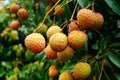 Fresh litchi