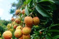 Fresh litchi