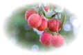 Fresh litchi/lychee on litchi/lychee tree