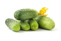 Fresh little cucumbers isolated on white background. Gherkins with flowers have just been collected Royalty Free Stock Photo