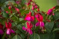 Fucsia pink flowers Royalty Free Stock Photo