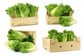 Fresh `little gem` lettuce in a wooden crate