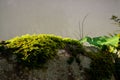 Fresh little green leaves of moss on the stone, closeup and selective focus image