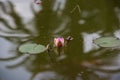 Fresh little pink water Lilly swimming in the pond Royalty Free Stock Photo