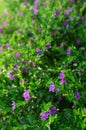 Malý purpurová květina 