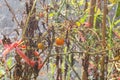 Little tomato on tree in the garden at thailand