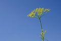 Fresh little yellow flower bunch on blue sky background Royalty Free Stock Photo