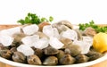 Fresh littleneck clams Royalty Free Stock Photo