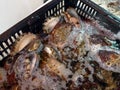 Fresh and live abalone, sold in the seafood market