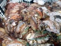 Fresh and live abalone, sold in the seafood market