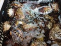 Fresh and live abalone, sold in the seafood market