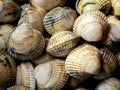 fresh live cockles (Cerastoderma edule) from Galicia Royalty Free Stock Photo