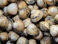 fresh live cockles (Cerastoderma edule)