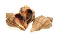 Fresh live conch Royalty Free Stock Photo