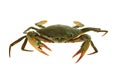 Fresh Live Crab isolated on white background