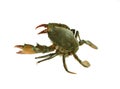 Fresh Live Crab isolated on white background Royalty Free Stock Photo