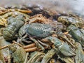 Fresh live crayfish on the market counter