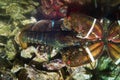 Fresh live lobster with big tied claws and edible oysters, Ostrea edulis on sale in fish store aquarium, expensive and healthy Royalty Free Stock Photo