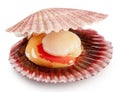 Fresh live opened scallop with scallop roe or coral close up. File contains clipping path