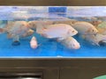 Fresh live red tilapia fish on sale
