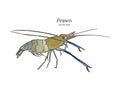 Fresh live River shrimp hand draw sketch vector