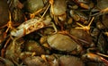 Fresh living mangrove crabs