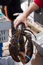 Fresh Lobster Royalty Free Stock Photo