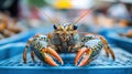 Fresh lobster, centered in a market display Royalty Free Stock Photo