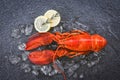 Fresh lobster food on a black plate background / red lobster dinner seafood with herb spices lemon rosemary served table and ice Royalty Free Stock Photo