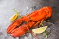 Fresh lobster food on a black plate background / red lobster dinner seafood with herb spices lemon rosemary served table and ice Royalty Free Stock Photo