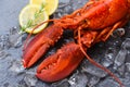 Fresh lobster food on a black plate background - red lobster dinner seafood with herb spices lemon rosemary served table and ice Royalty Free Stock Photo