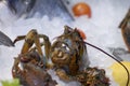 Fresh lobster in ice