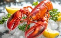 Fresh lobster on ice with herbs and lemon garnish, seafood luxury, vibrant colors, close-up. Royalty Free Stock Photo