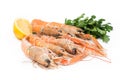 Fresh lobster Royalty Free Stock Photo