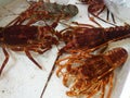 Fresh lobster, sold in the seafood market Royalty Free Stock Photo