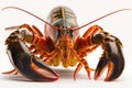 Fresh Lobster on White Background for Seafood Menus and Recipes.