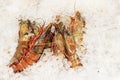fresh lobsters covered with ice cubes on the counter of the store.