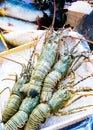 Fresh lobsters on ice, Street food, seafood market, lobsters close up Royalty Free Stock Photo