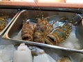 Fresh lobsters in the market Royalty Free Stock Photo